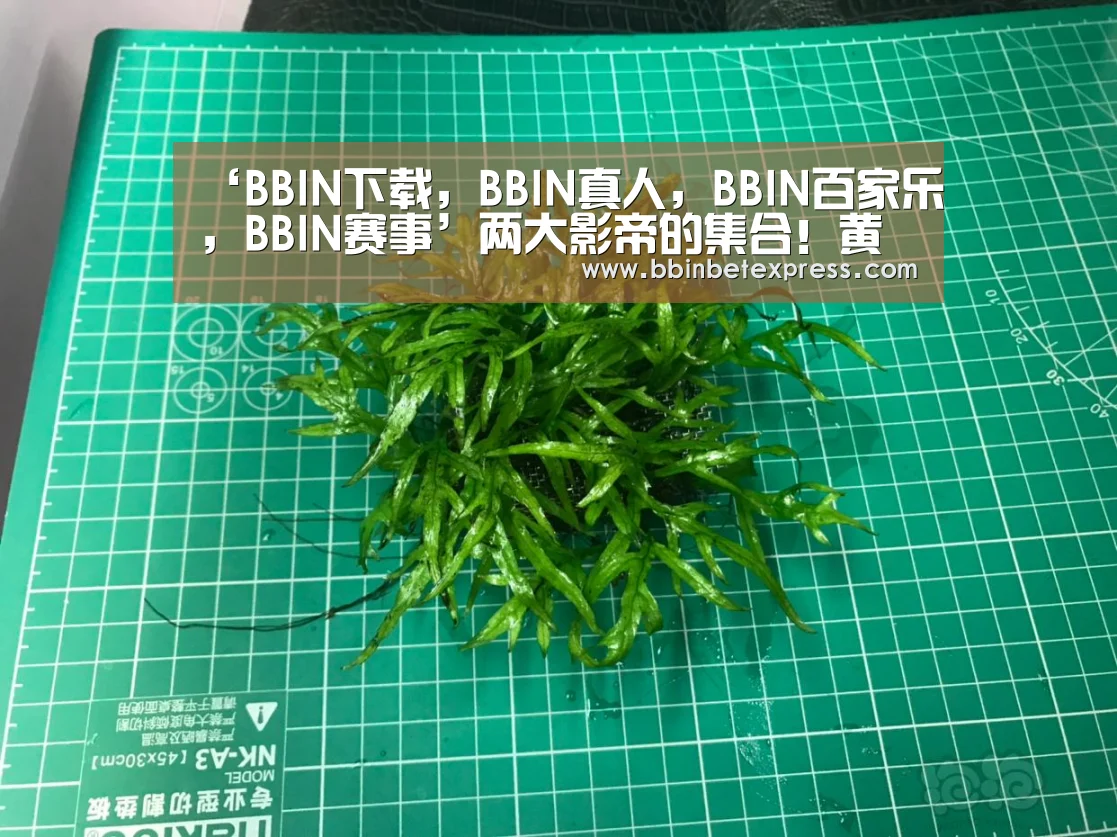 BBIN下载，BBIN真人，BBIN百家乐，BBIN赛事